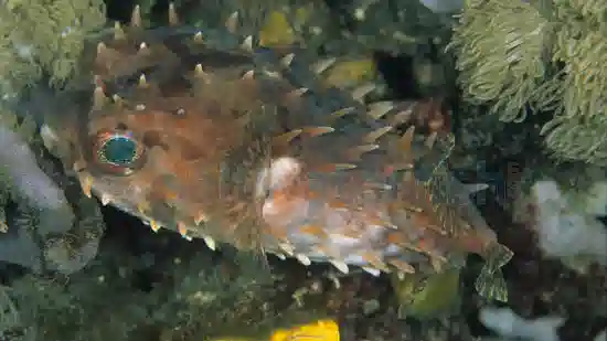 Birdbeak Burrfish